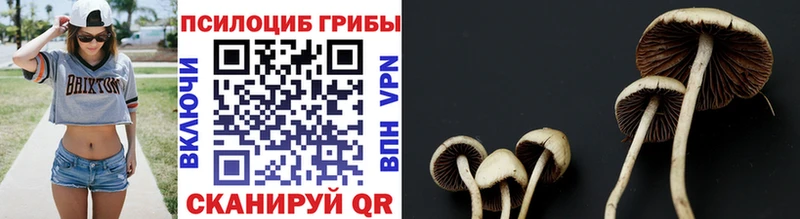 Купить  Серафимович  Галлюциногенные грибы GOLDEN TEACHER 